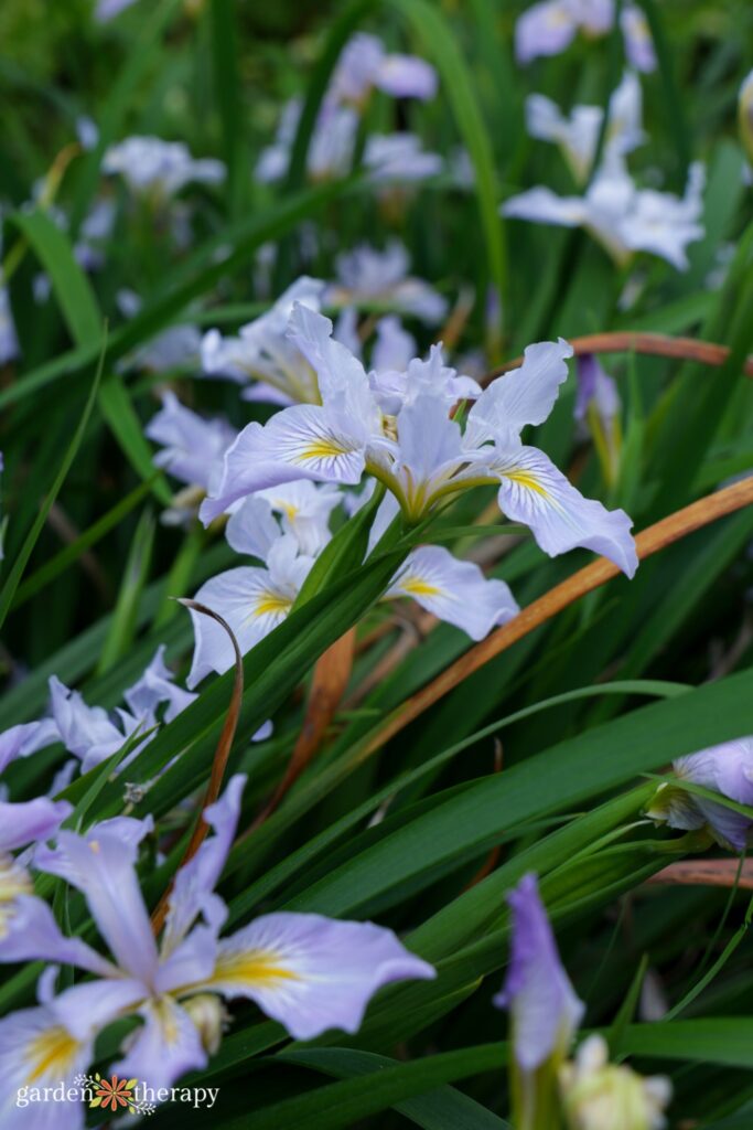 iris as a rainwater garden plants