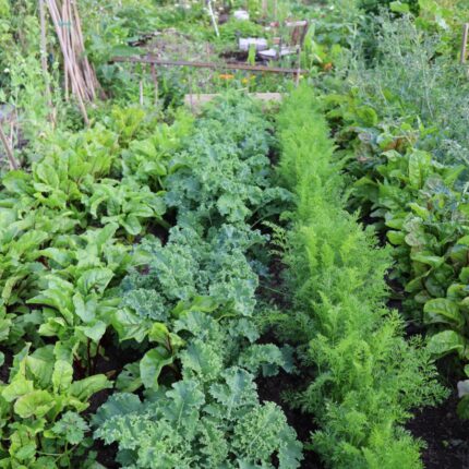 leafy greens in vegetable garden