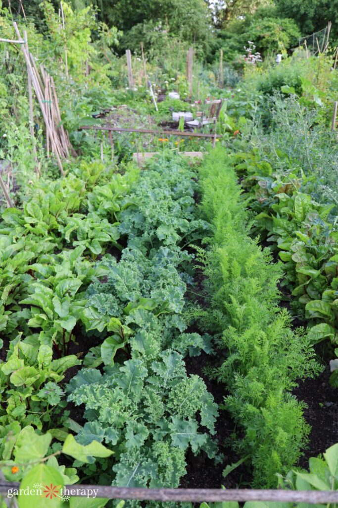 Succession Planting Vegetables to Boost and Extend Harvests