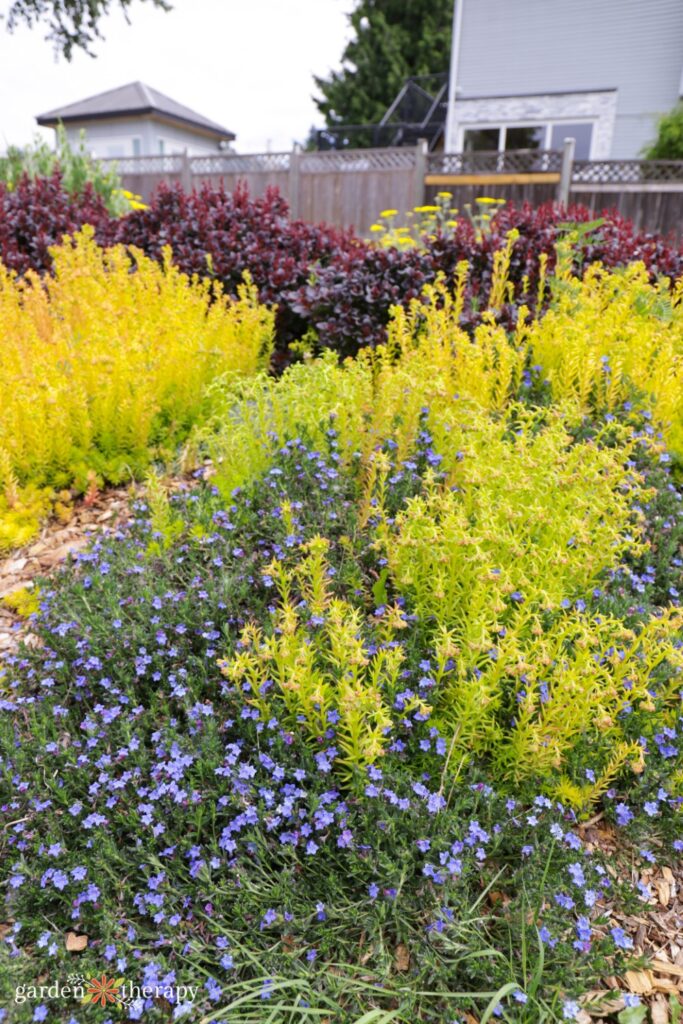 lithodora rainwater garden plants
