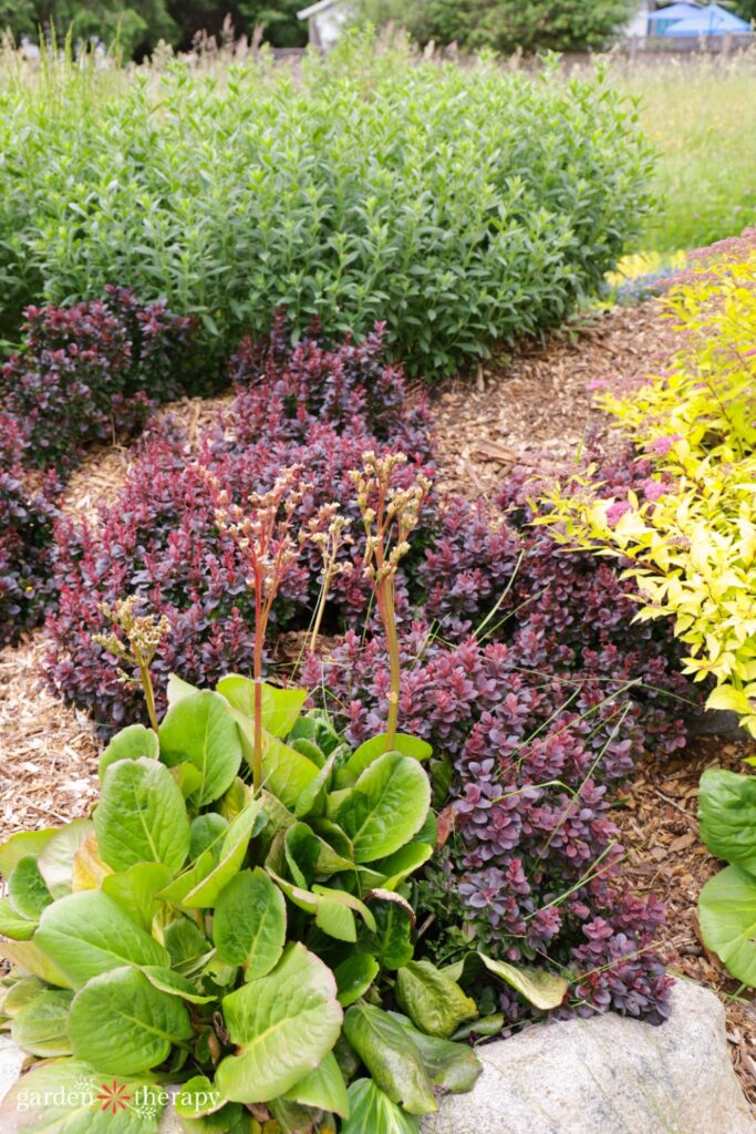 rain garden plants