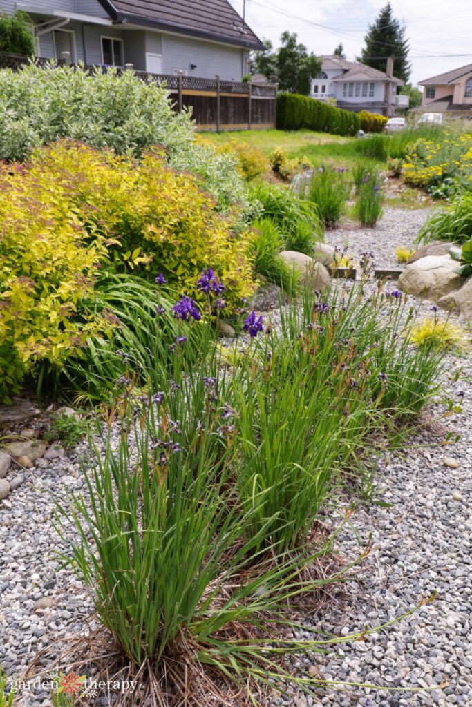 rainwater garden plants