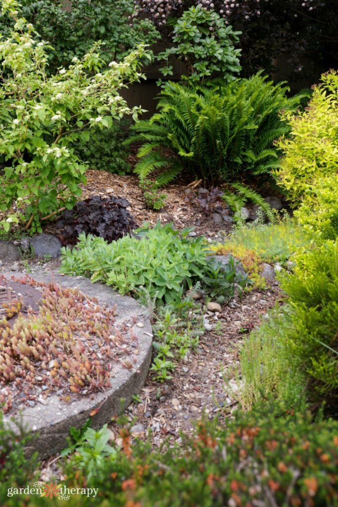 rain garden plants including fern
