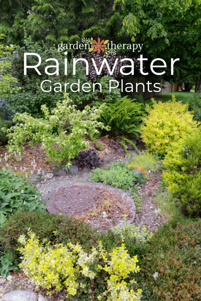 Rainwater Garden Plants to Grow in Your Drizzly Climate