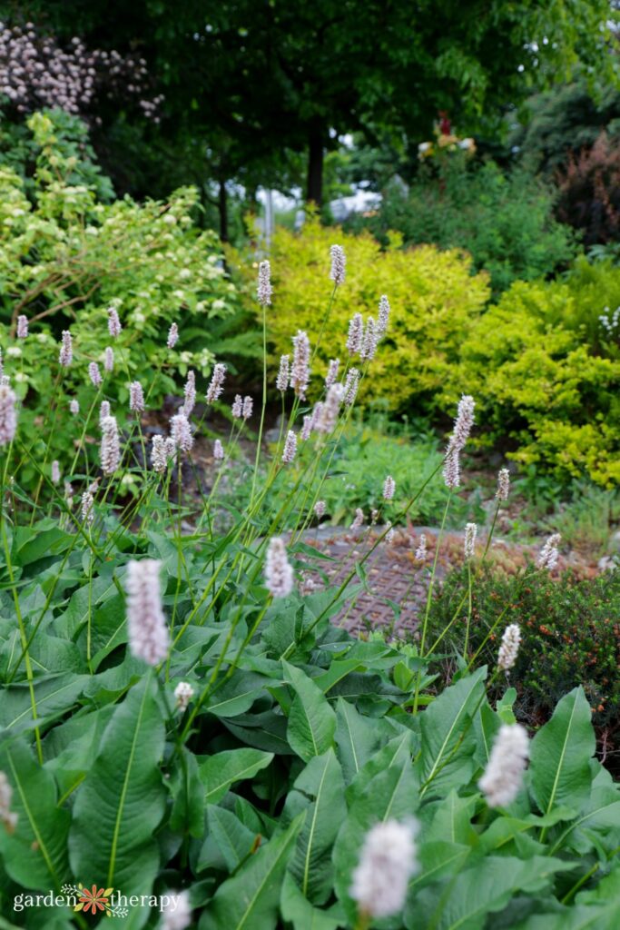snakeweed