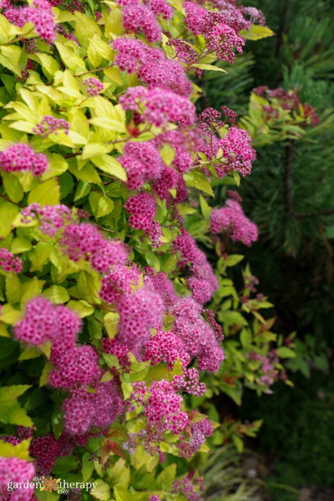 spirea