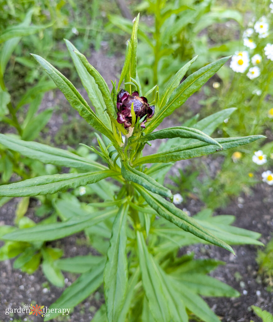 strawflower bud