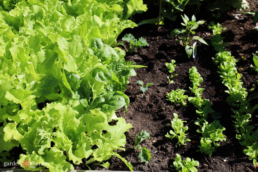succession planting lettuce