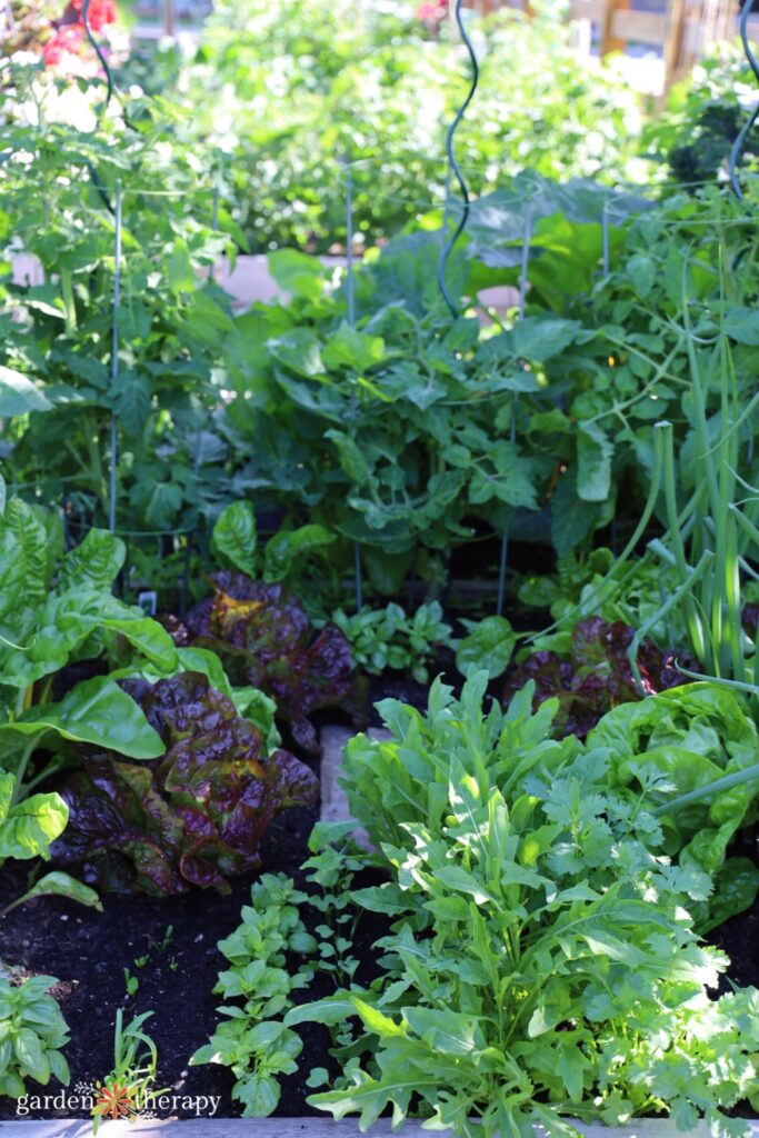 succession planting vegetables