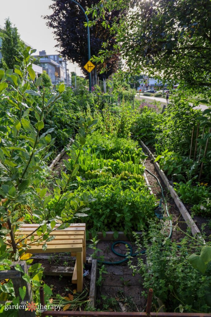 vegetable garden with staggered planting