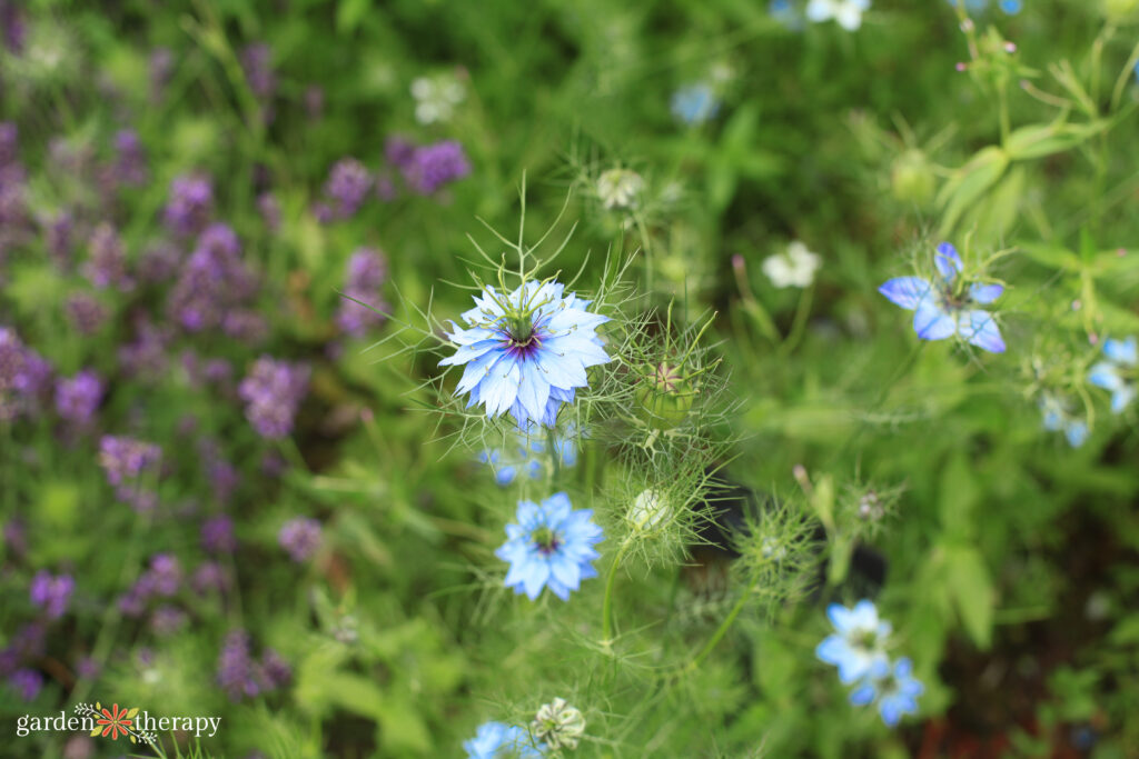 Nigella flower