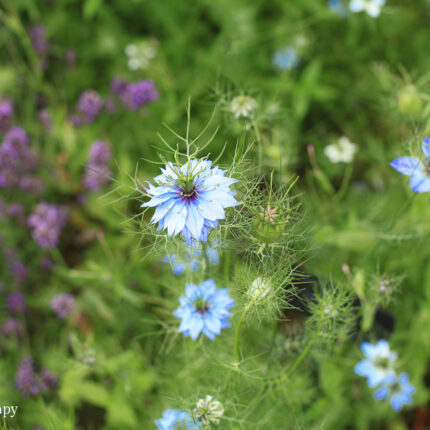 Nigella flower