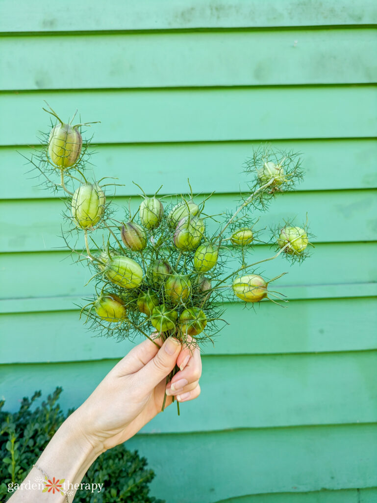 handful of dried nigella pods
