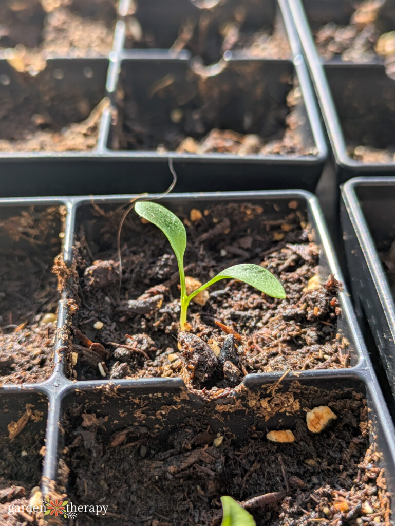 Nigella plant seedling