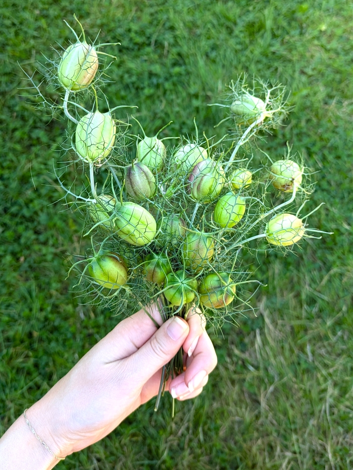 dried nigella pods