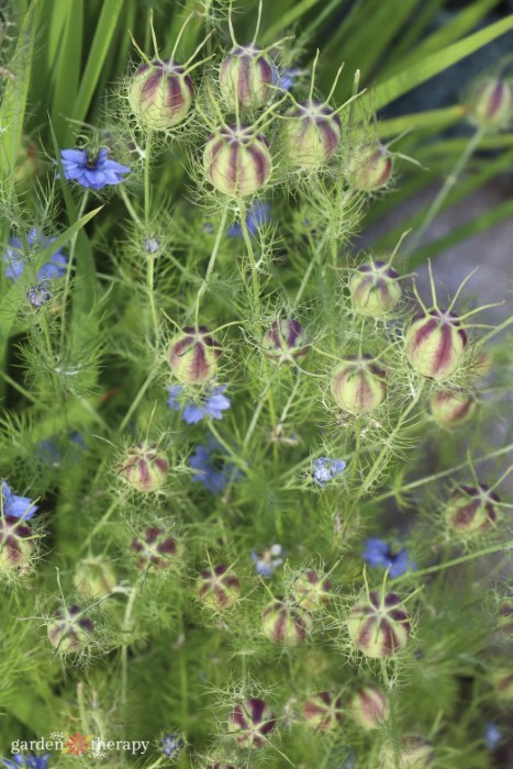 growing the nigella plant