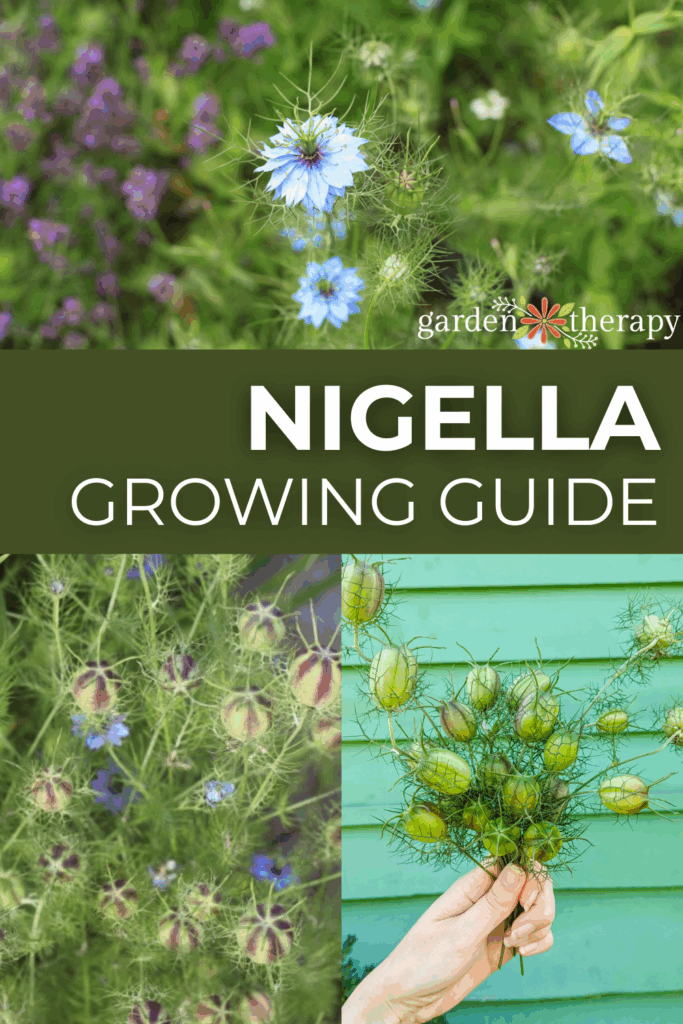 nigella growing guide pin