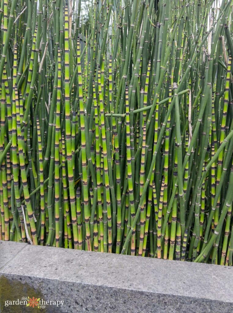 Rough horsetail