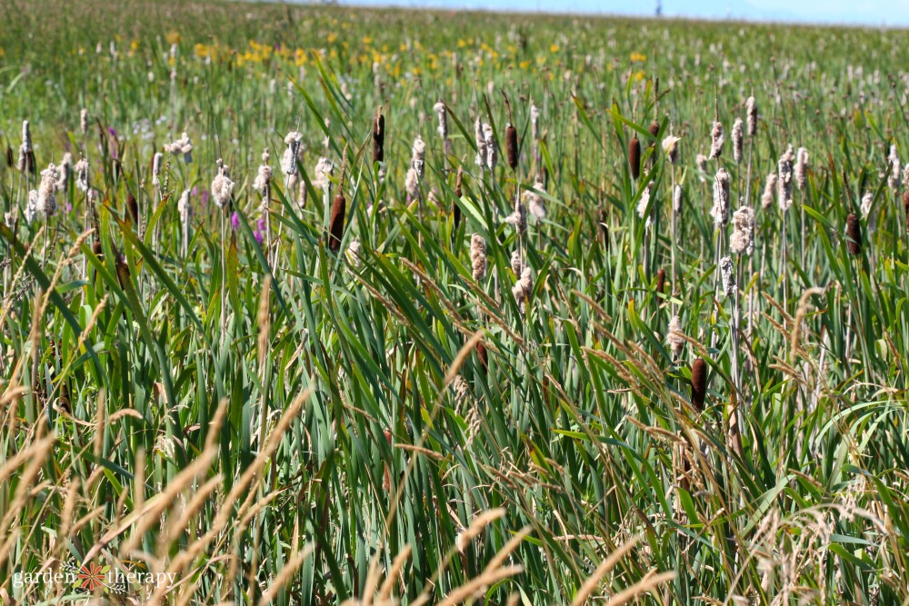 cattails
