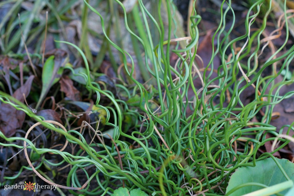 curly rush grass