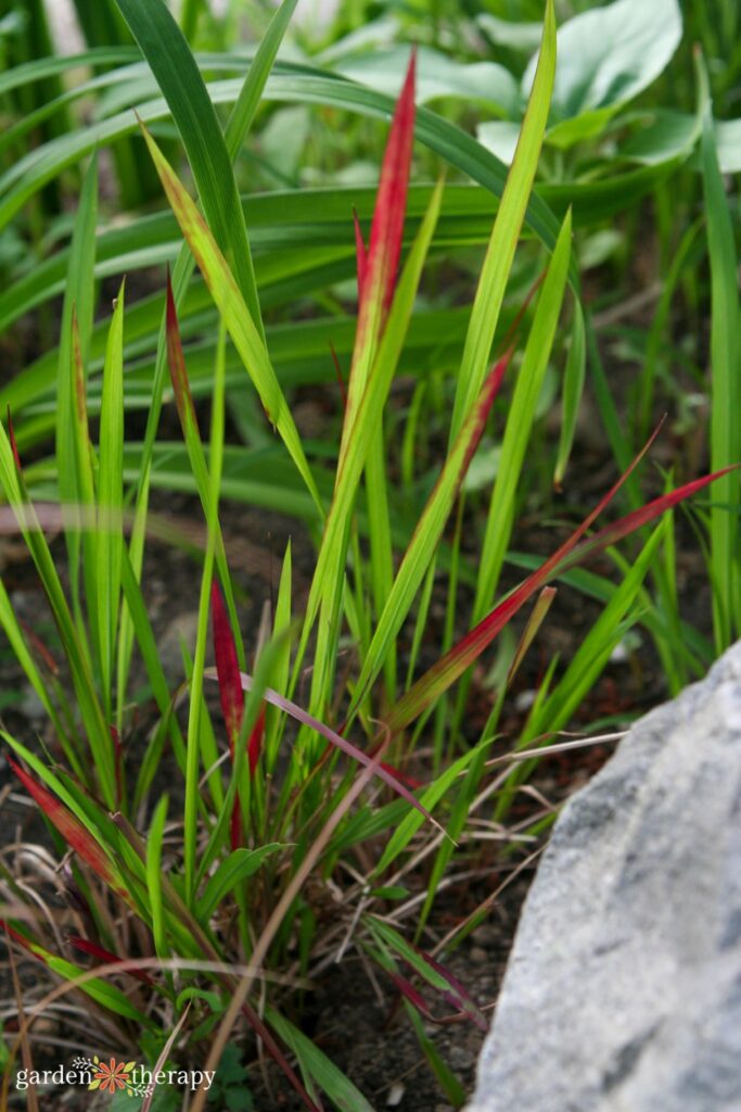 japanese blood grass
