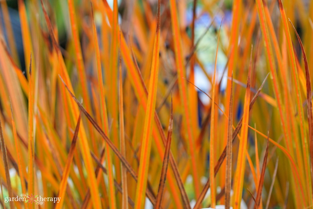 libertia peregrinans grass