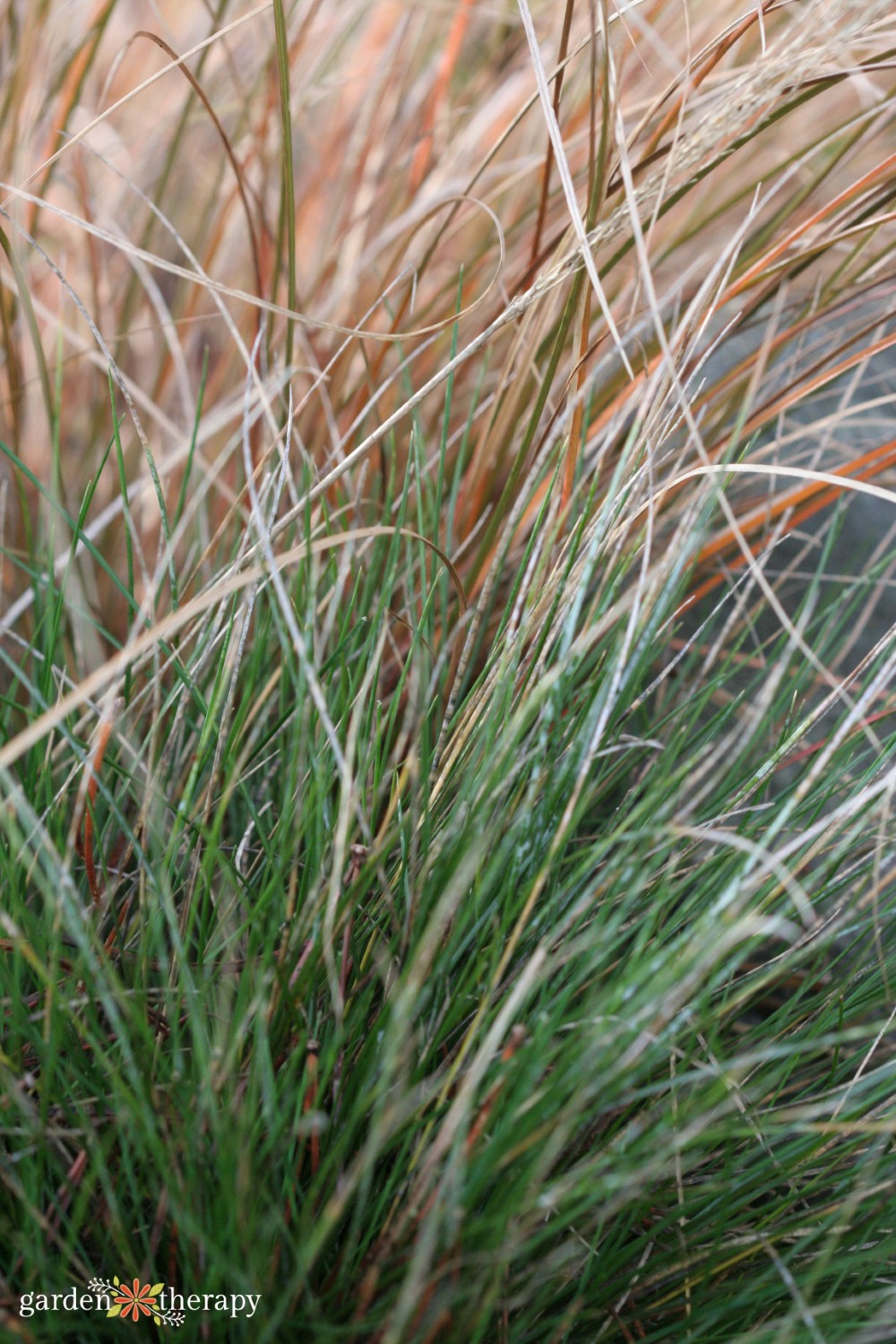 ornamental grass