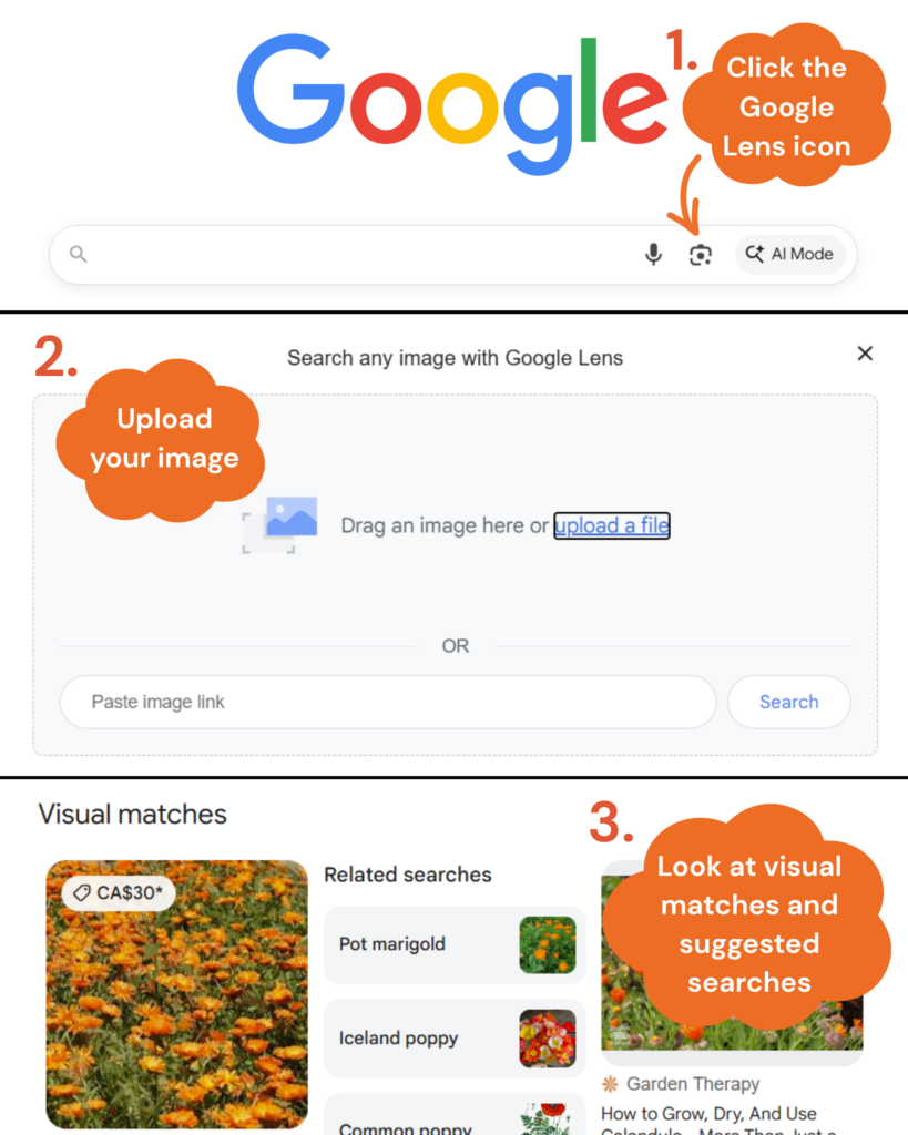 How to identify plants using Google Lens