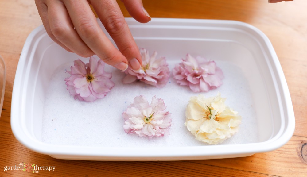 silica gel flowers step 1: placing flowers in silica base