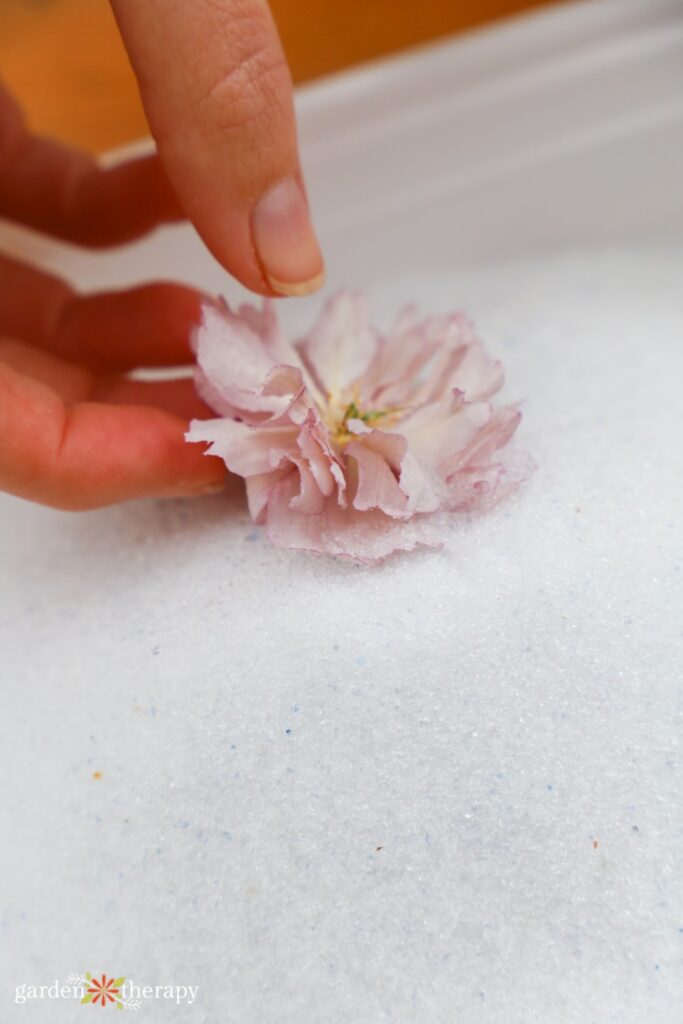 silica gel flowers step 7: gently remove flowers from base