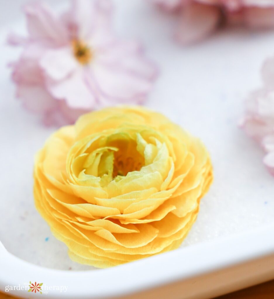 How to Use Silica Gel for Drying Flowers (Step by Step!)