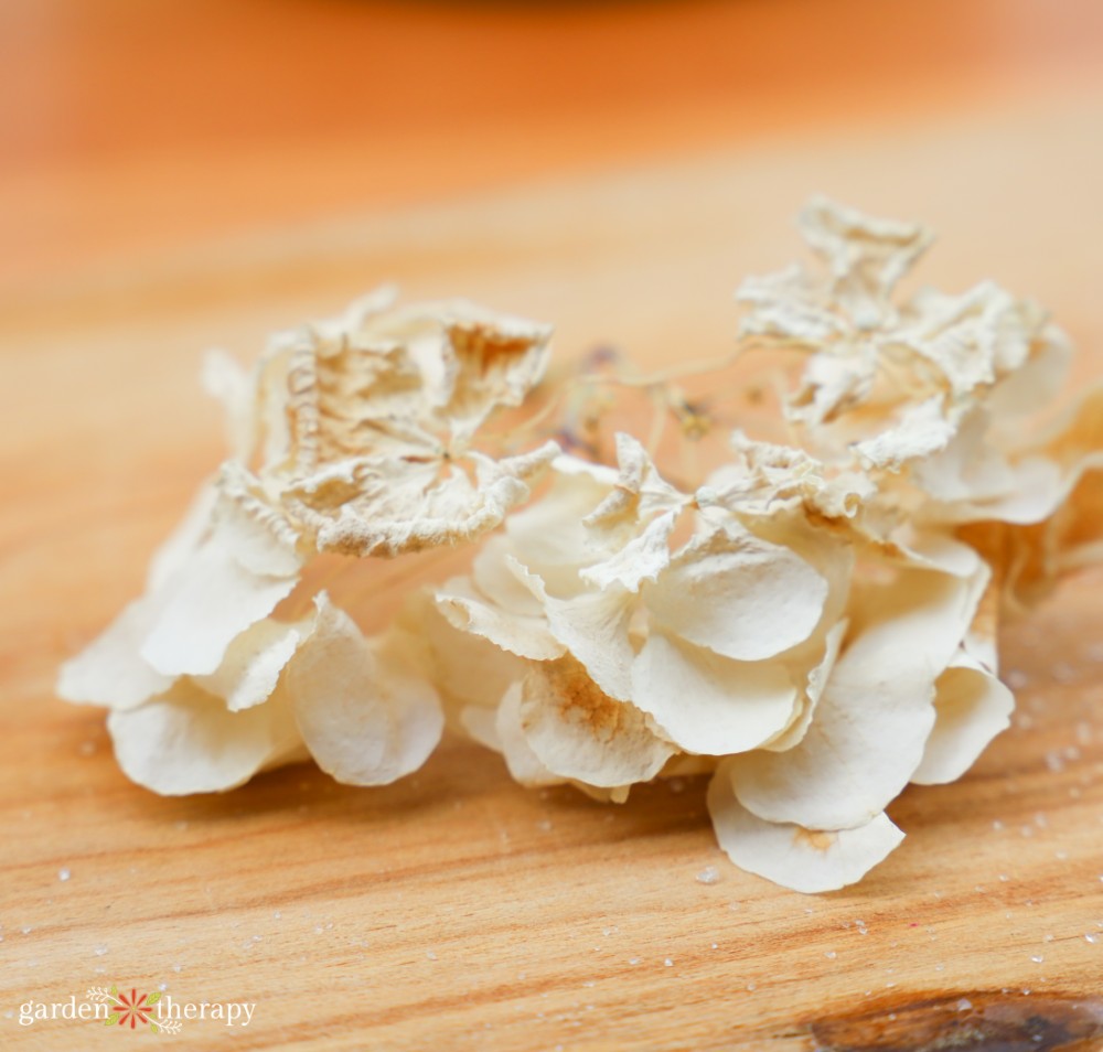 silica gel dried hydrangea with some browning on top