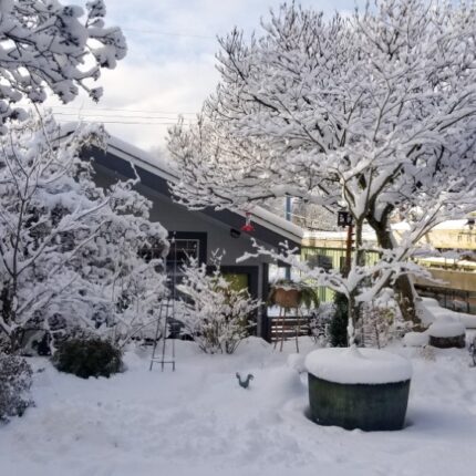 How to Protect Plants from Frost