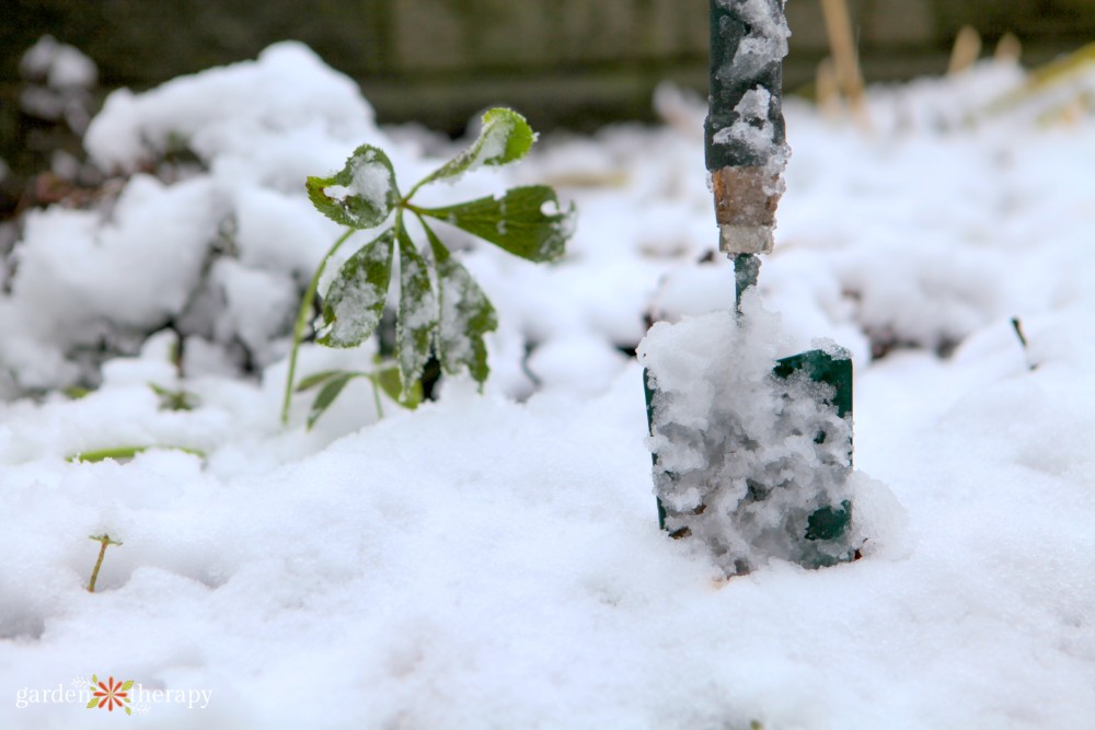 plants in snow