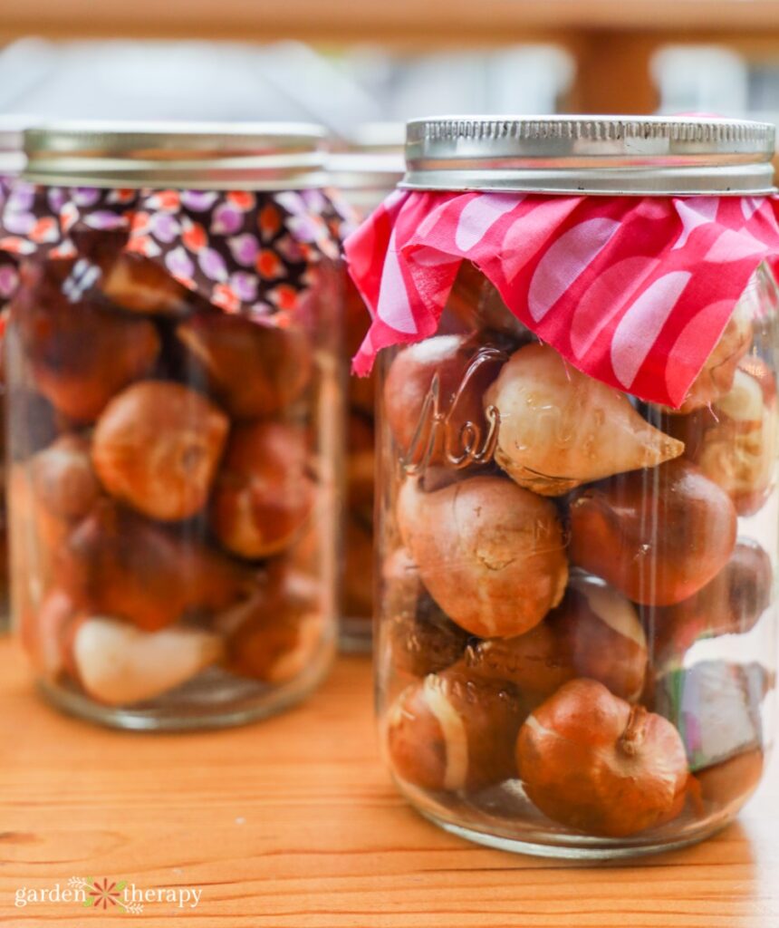 tulip bulbs in Mason jars