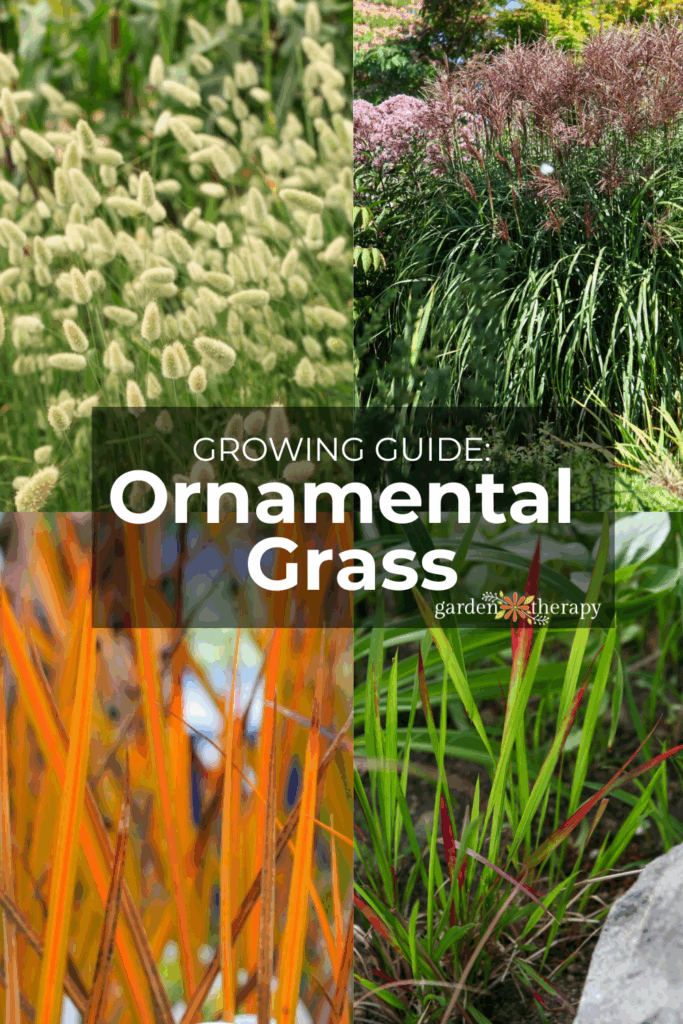 ornamental grasses pin