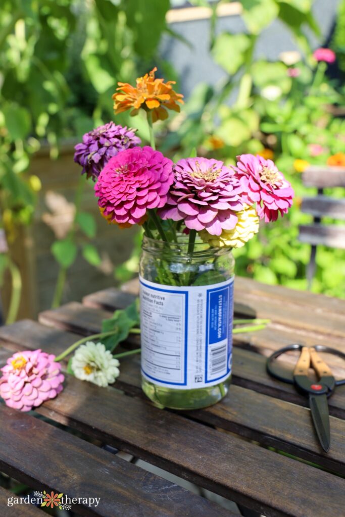 Zinnia flowers in a recycled jar