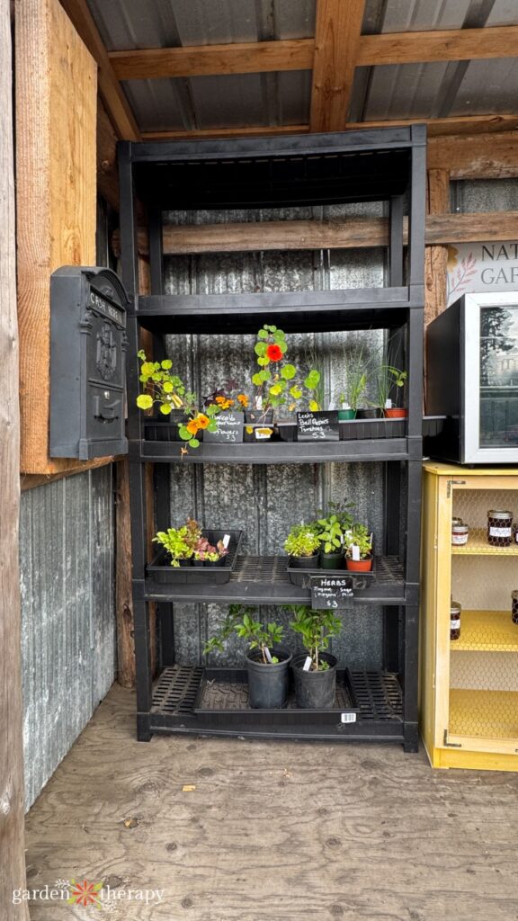 plants for sale at farm stand