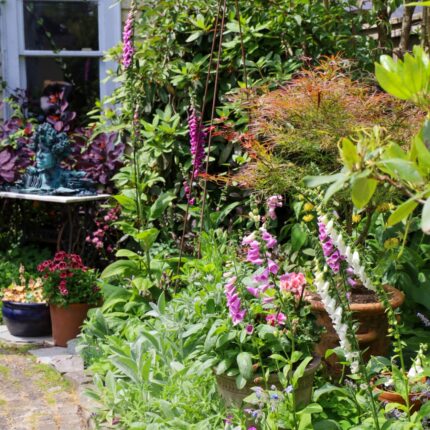 wild garden with foxglove