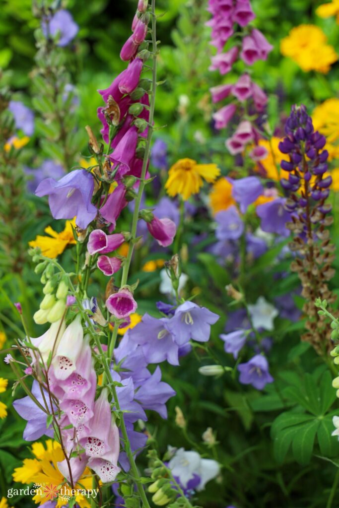 colourful cottage style plants