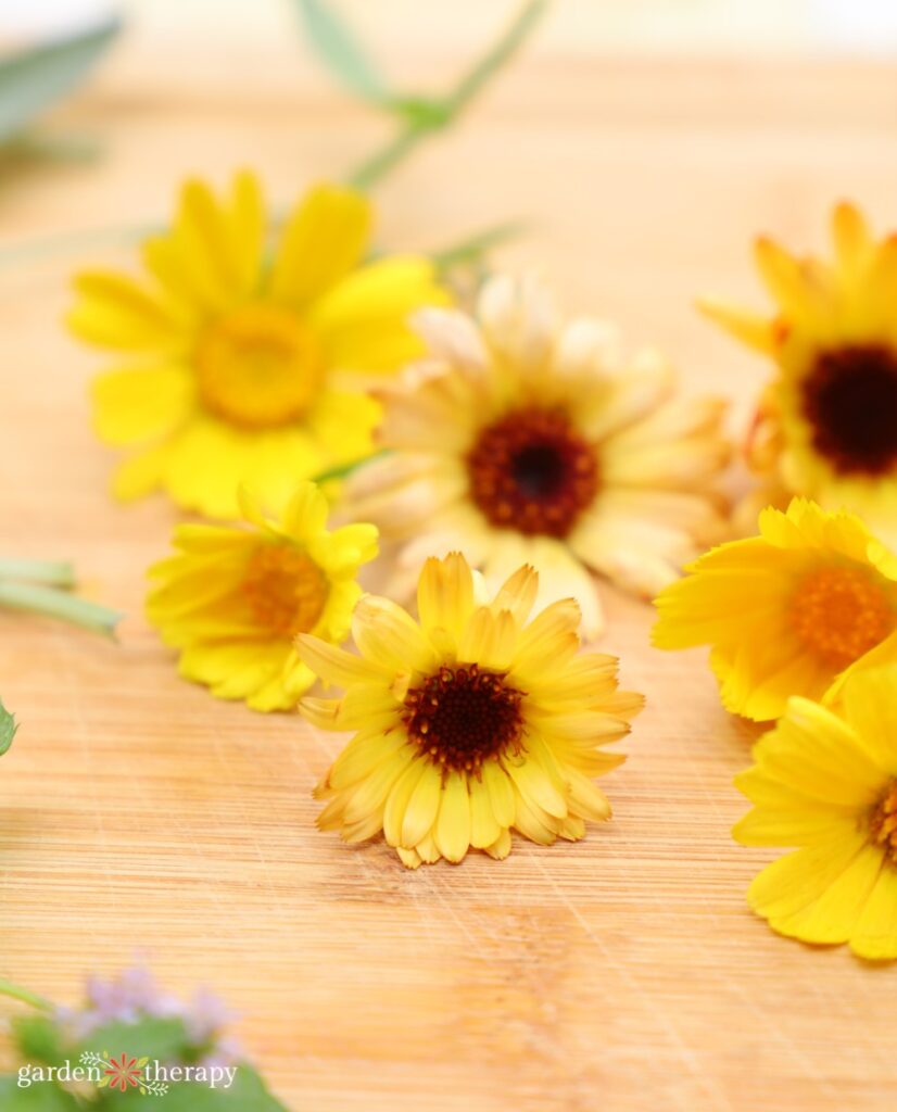 freshly picked calendula flowers