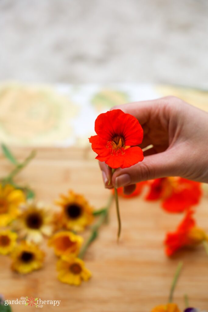 hands holding freshly picked nasturtium