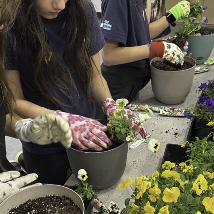 making lily bulb planters