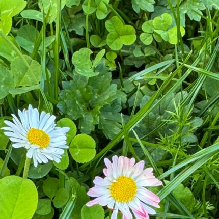 bee blend alternative lawn