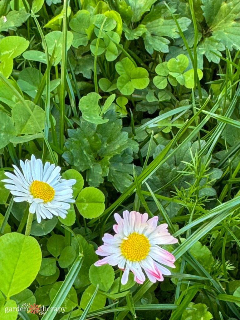 bee blend alternative lawn