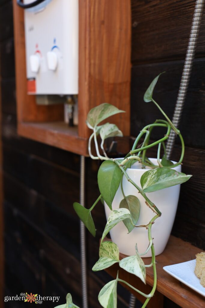 houseplant and outdoor shower