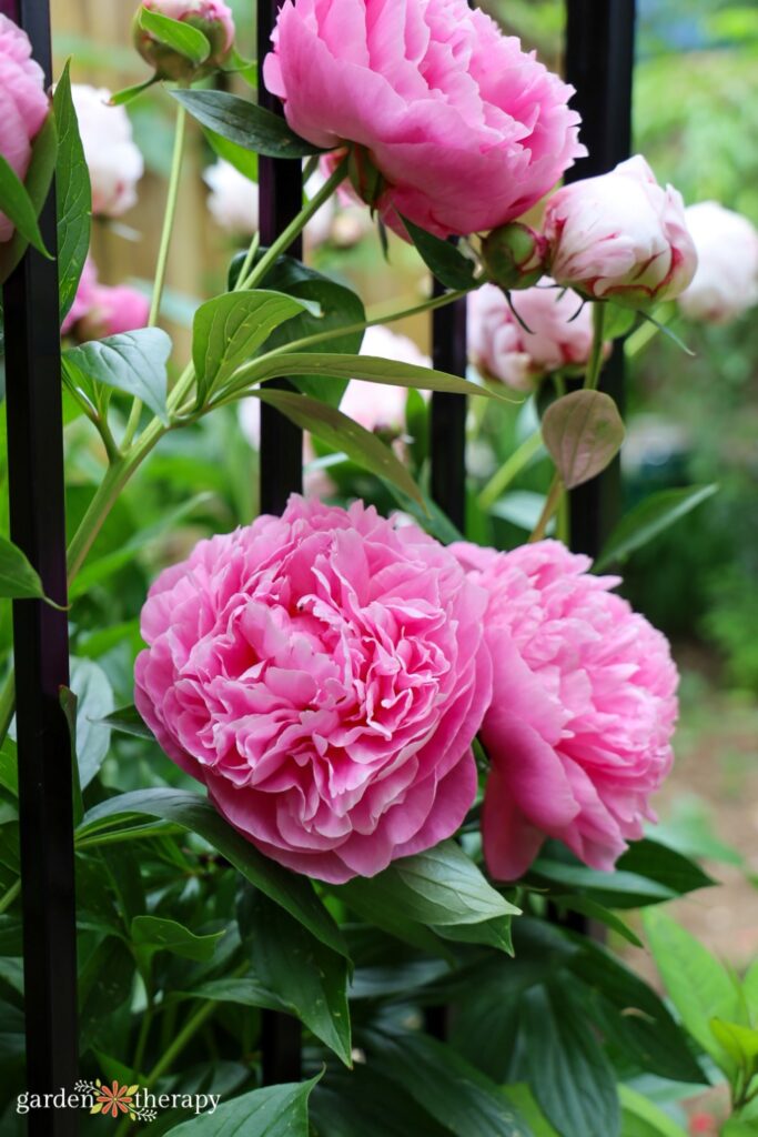 pink peony flowers in full bloom poking through black metal fence