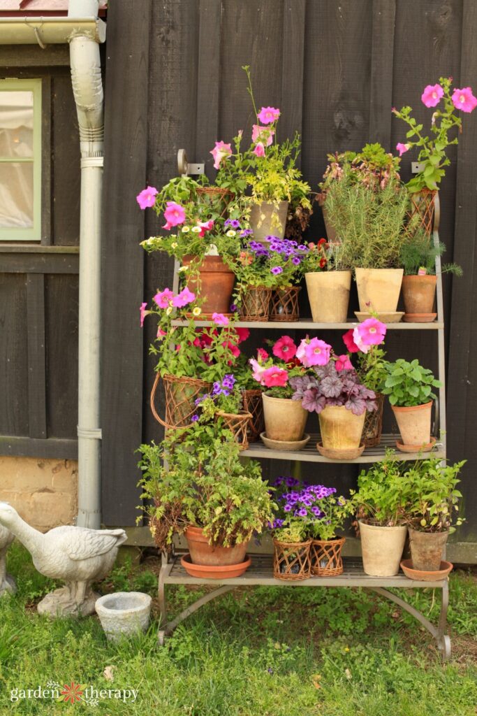 outdoor metal shelf of potted plants in terracotta pots