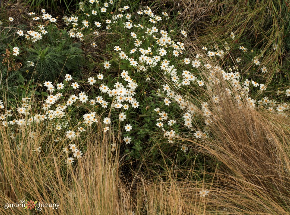 blackfoot daisy