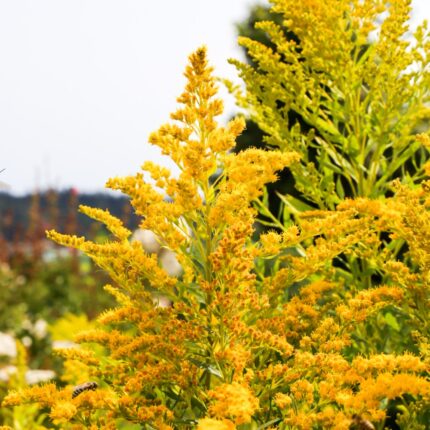 Canada Goldenrod in full bloom